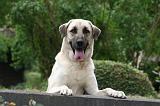 KANGAL 183